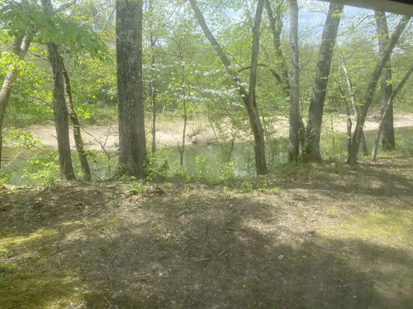 A view of trees and water from the ground.