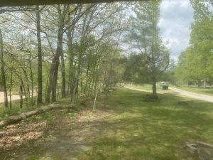 A view of trees and grass from the side of a road.