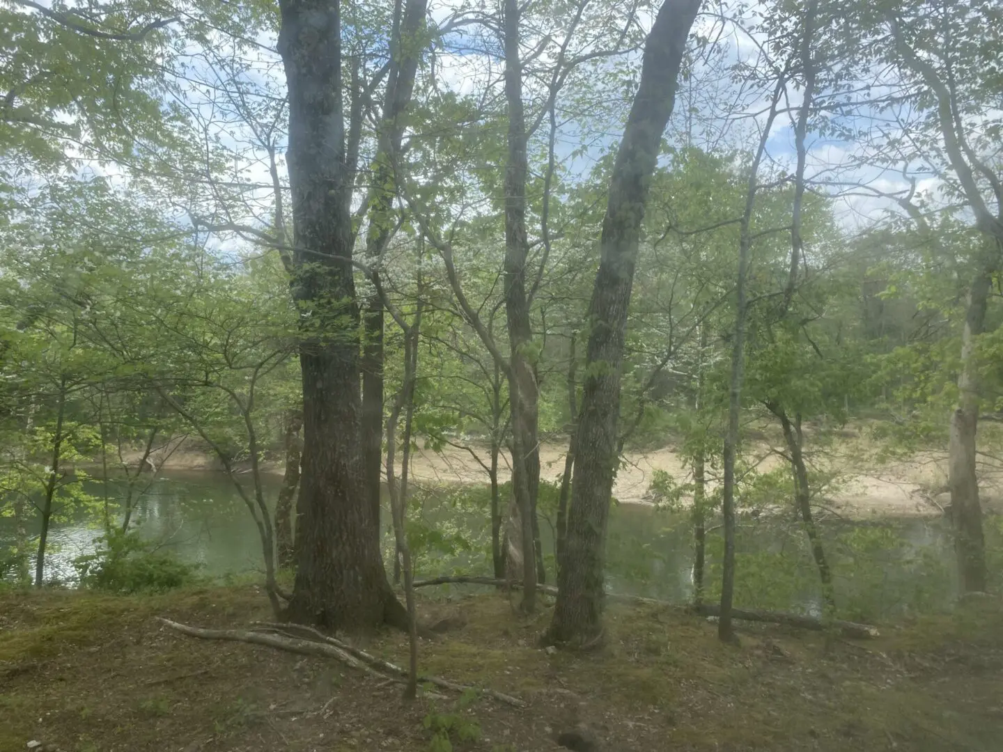A forest with trees and water in the background.