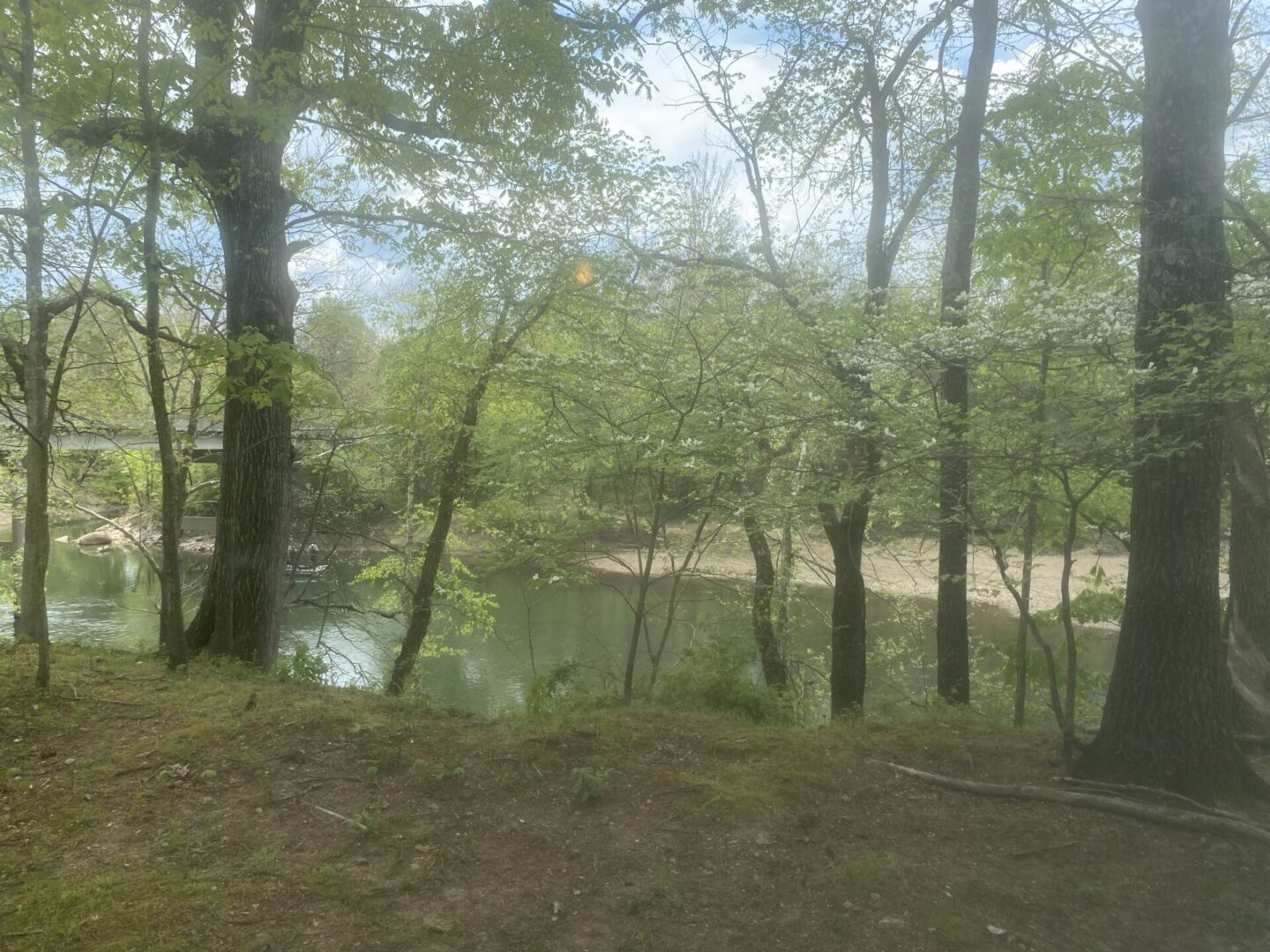 A view of trees and water from the ground.