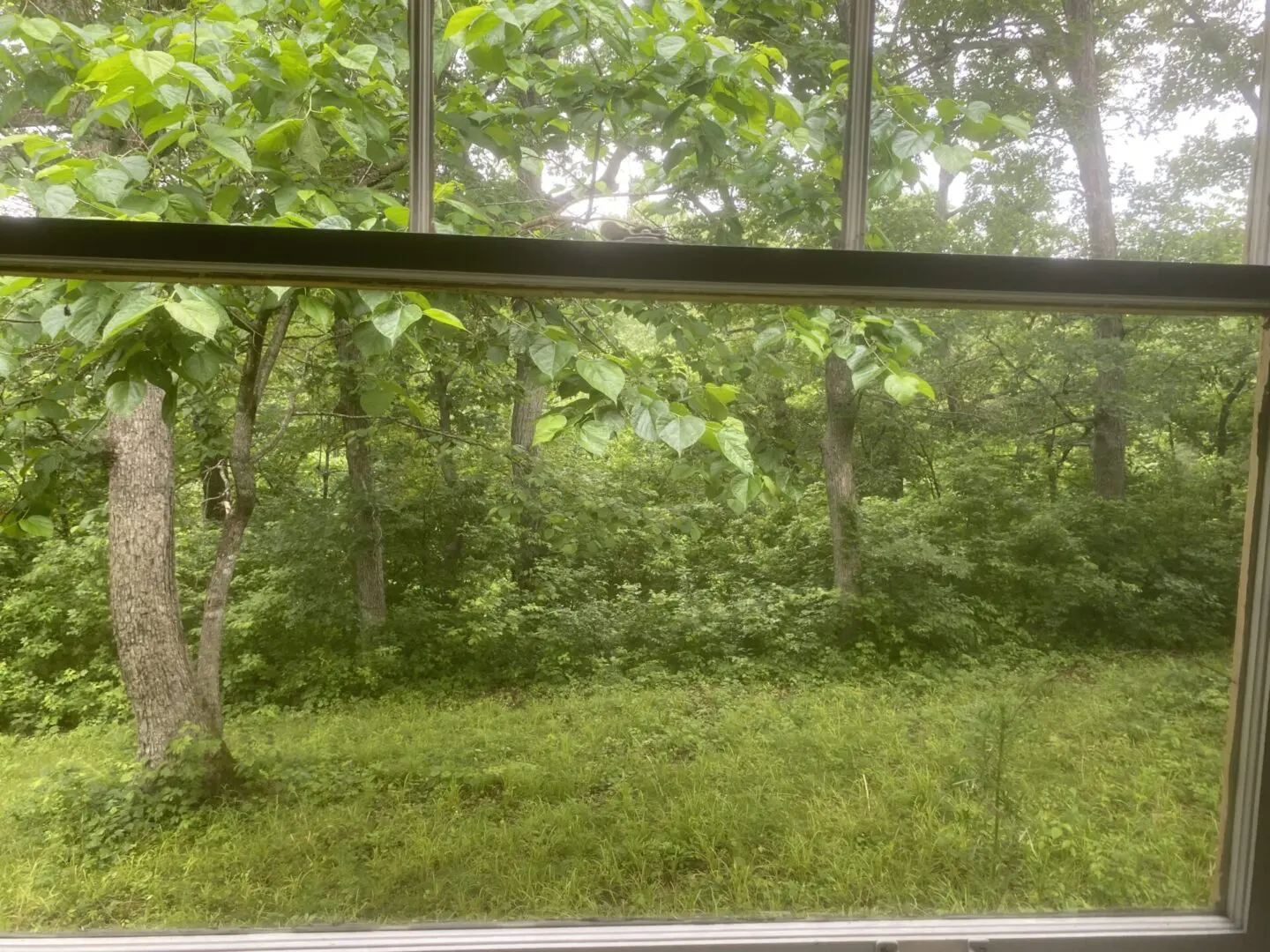 A window with trees and bushes in the background