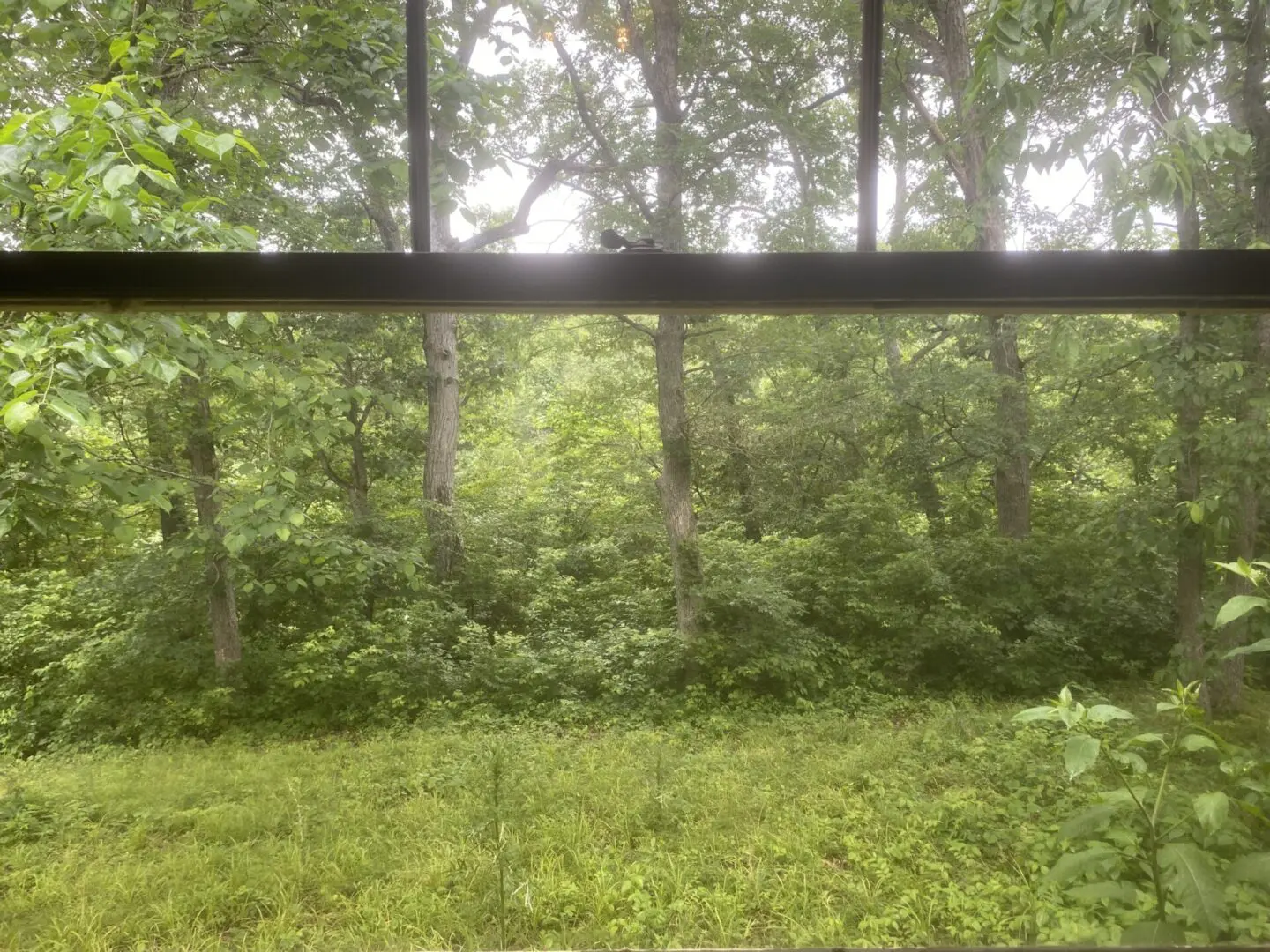 A window view of trees and bushes in the distance.