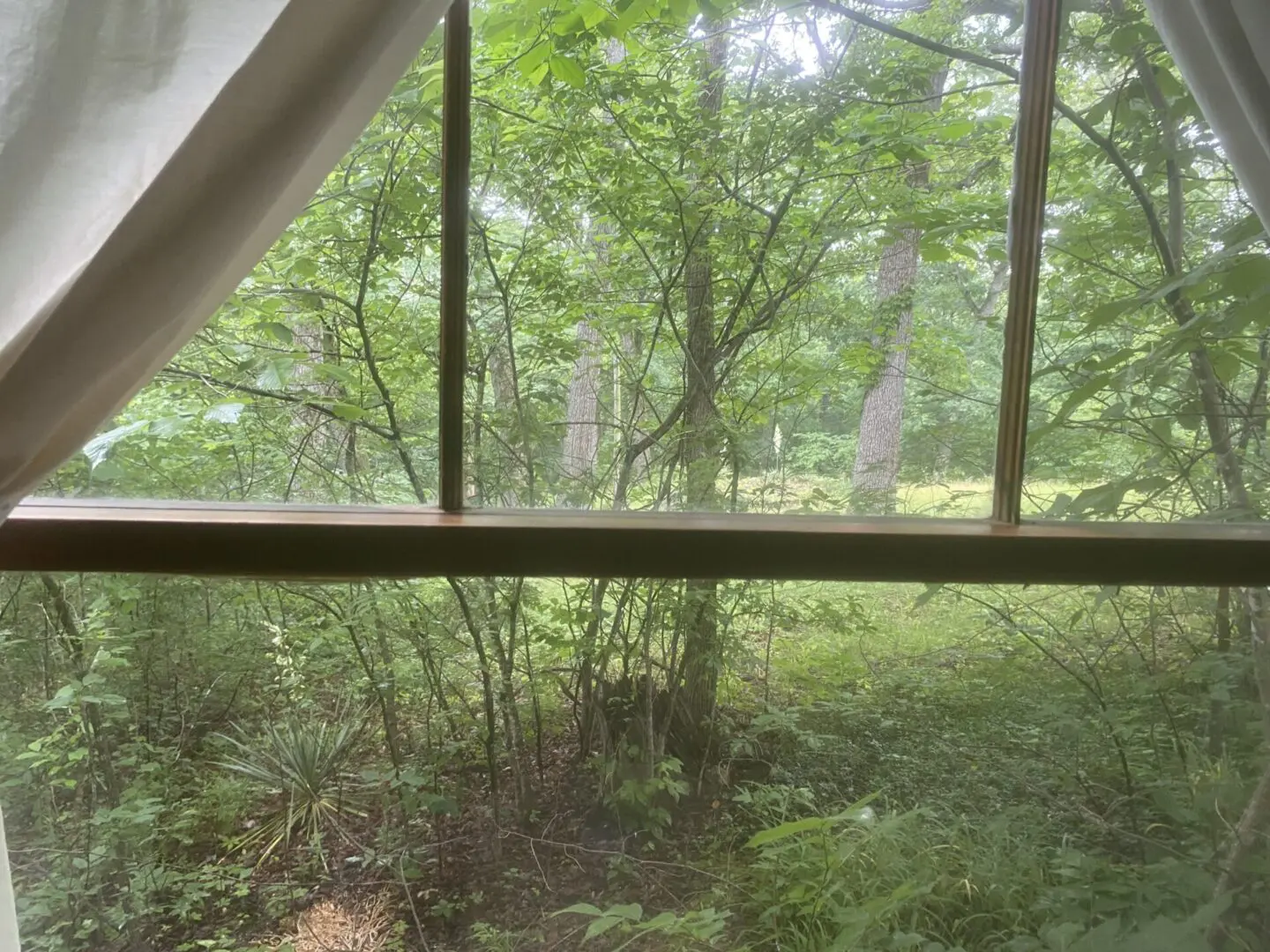 A view of trees from inside the window.