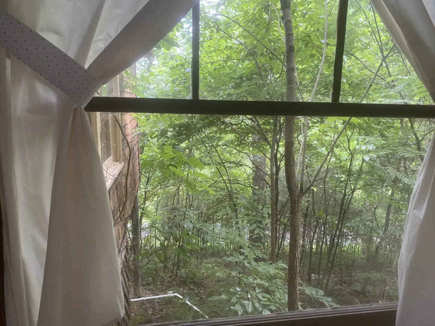 A view of trees from inside the window.