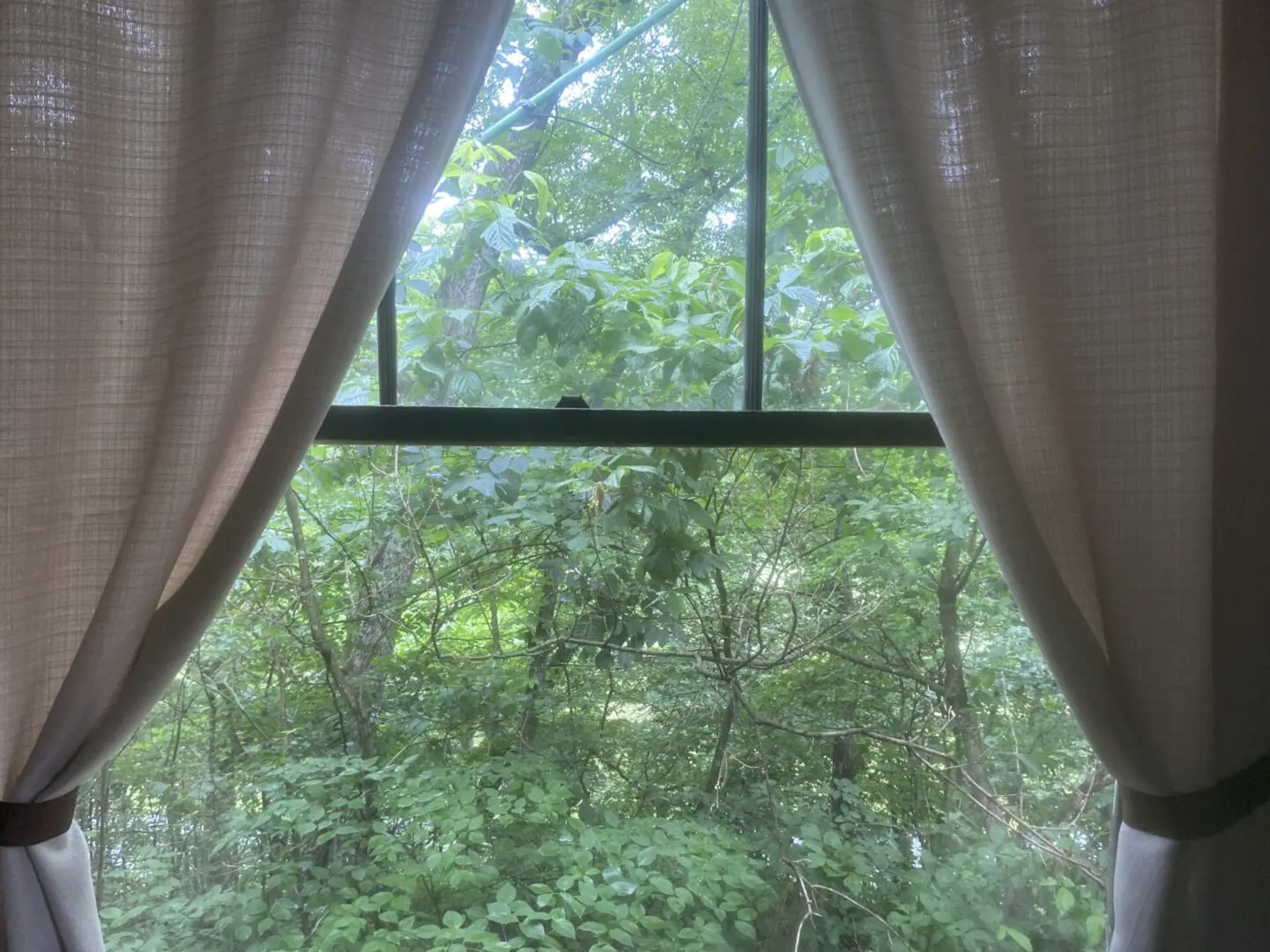 A window with curtains open and trees in the background